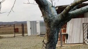 Обрезка и обработка старого персика.