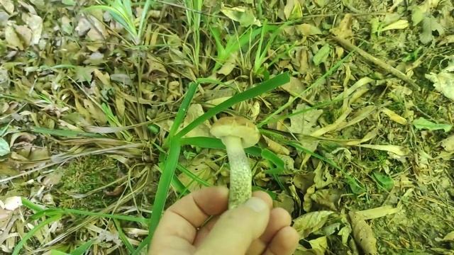 Гриб Подберёзовик Серый | Гриб Грабовик съедобный в лесу Германии | В лес за съедобными грибами смотреть онлайн