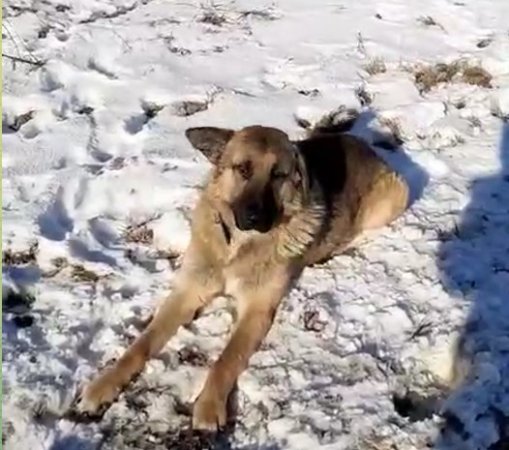 На Ставрополье брошенный пес нашел себе новых друзей