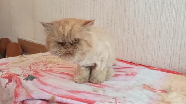 Кошечка до и после стрижки./ 14 мая 2021/ стрижка кошек.