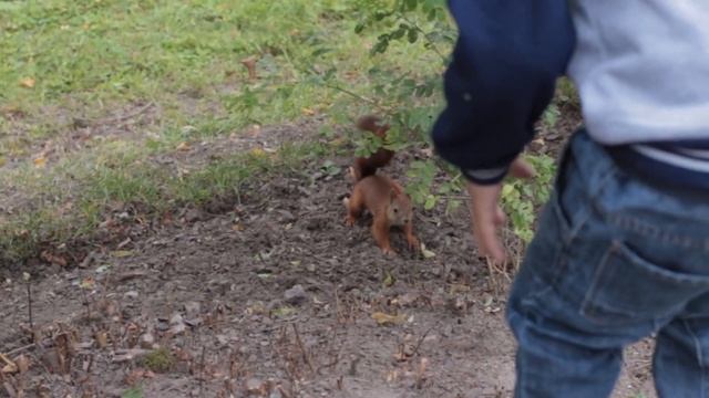 Дарья Душина рисует Петродворец и Самсона "Петродворец в акварели" смотреть онлайн