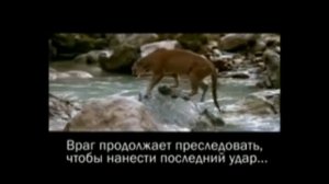 Ролик для ободрения христиан. В тупике всегда есть выход - это Иисус Христос!!!