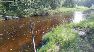 Вместо хариуса поймал страшную ,, рыбину,,пойманного хариуса смотри на канале.