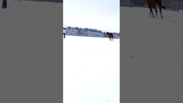 Веспера (Волхов-Памплона) 2019 г.р.