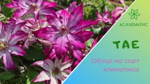Клематис ТАЕ l Обзор Описание l Подбор красивых сочетаний!