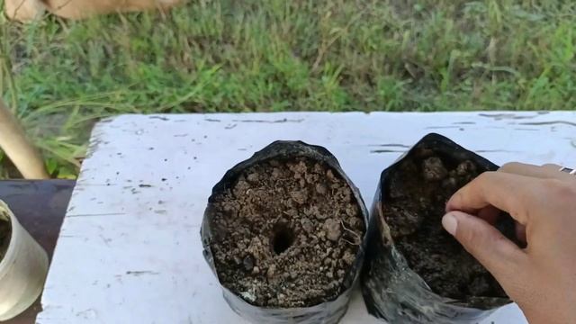 how to grow Dracaena Reflexa from cuttings смотреть онлайн