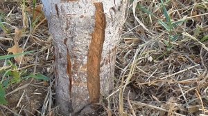 Бороздование  Исправления штамба у черешни