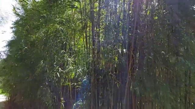 Видео-экскурсия. Дендрологический парк «Южные культуры» города Сочи смотреть онлайн