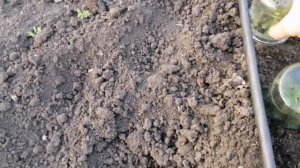 Как размножить хризантему, 3 способа.