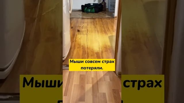 Мыши совсем страх потеряли!