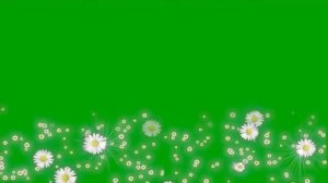 ФУТАЖ РОМАШКИ/ЦВЕТЫ