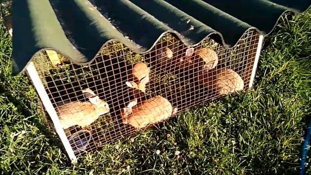 ТЫКВА МОНСТР// КОШКА ПРОТИВ КОТЕНКА//УЛИТКИ ПОГЛОЩАЮТ ВСЕ НА СВОЕМ ПУТИ смотреть онлайн