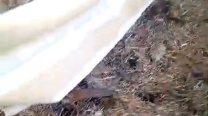 Укрытие винограда, перед весенними заморозками.