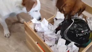 ЗАНЯТИЯ И ИГРЫ С СОБАКОЙ ДОМА. Упражнения для собаки на нюх и настойчивость