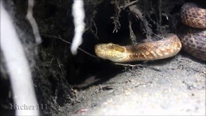 Удивительная природа Приморья (Amazing nature of Primorye)