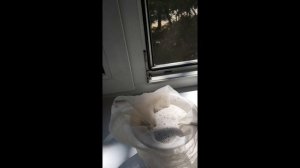 КУНЖУТНОЕ МОЛОЧКО приготовление. КАКАО с КУНЖУТНЫМ МОЛОКОМ