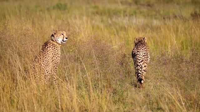 Karunesh - Call Of The Tribes смотреть онлайн