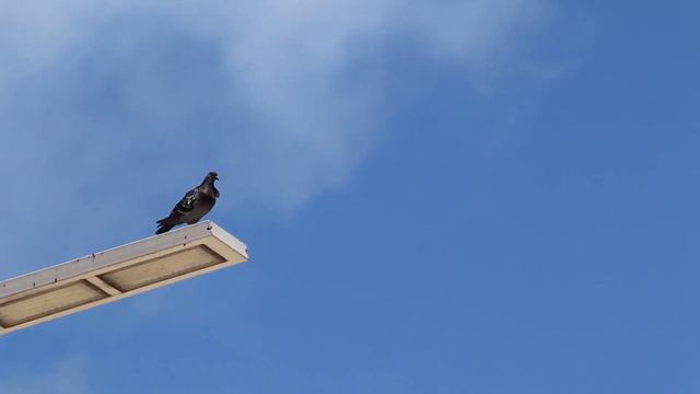 Көгершін туралы қызық мәлімет