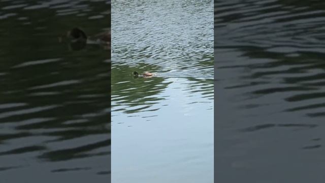 Водоплавающая птица.
