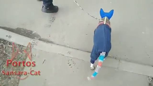 А я иду, шагаю по Москве)) смотреть онлайн