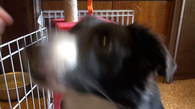 Бордер колли Веник - "крыска", учимся скалиться по команде смотреть онлайн