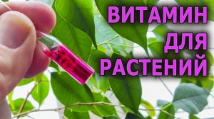 С этим витамином комнатные растения и рассада не перерастают и не вытягиваются зимой