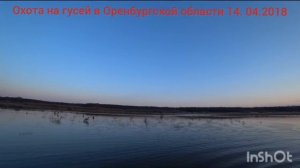 Охота на гусей в Оренбургской области! Открытие 14.04.18г