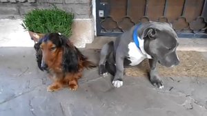 Ну и кто сгрыз тапок?