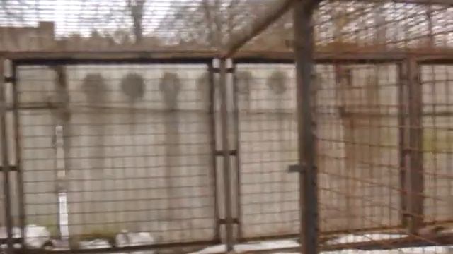 Вольер - осталось постелить бетон и поставить берлогу смотреть онлайн
