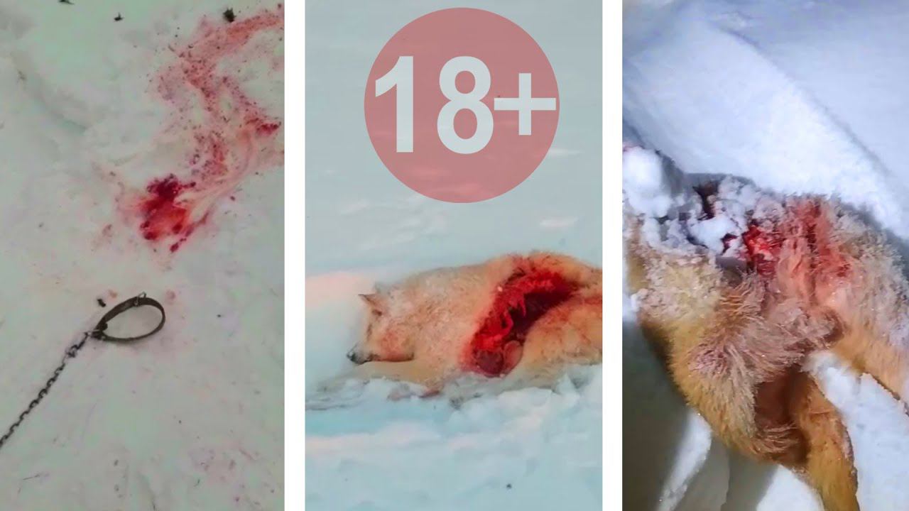 Страшная зима 2019 года / Волки хозяйничают в поселке рвут собак смотреть онлайн