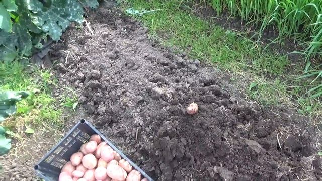 Выкопка картофеля сорта Лорх. Возникший вопрос. Кострома 2019г.