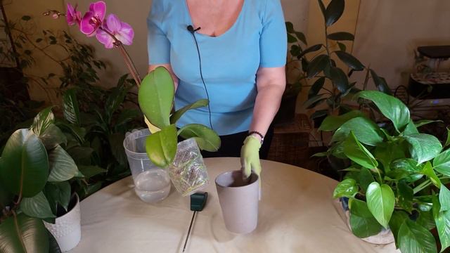 How to Water Phalaenopsis (Moth Orchid) смотреть онлайн