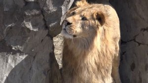 Как живут львы?? Дружный прайд во главе с ВОЖАКОМ!???❤️Весенний релакс!☀️??