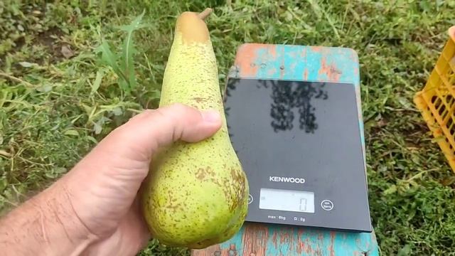 Груша Аббат Фетель смотреть онлайн