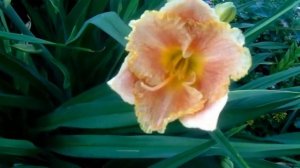 Лилейники с названиями. Выращивание в Сибири. 1 часть.