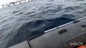 ОТЛИЧНАЯ РЫБАЛКА В БАРЕНЦЕВОМ МОРЕ. УРА-ГУБА. ТРЕСКА. "EXCELLENT FISHING IN THE BARENTS SEA".