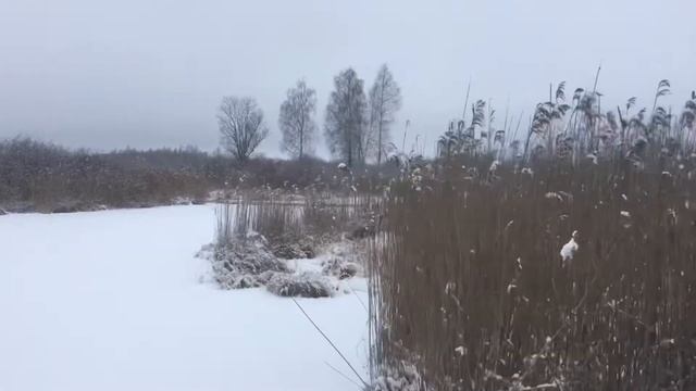 Роза Ветров на торфяном болоте в Брикетах смотреть онлайн