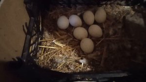 Декалб Уайт 4.5 месяца