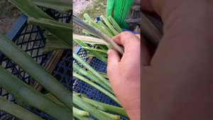 Махорка(подготовка бодыля к сушке).