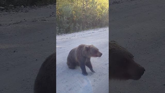 Мишка на севере !!!