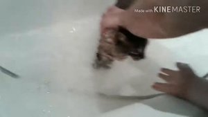 Как помыть кошку? Какие средства лучше использовать?