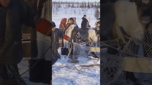 ? Когда появились первые люди в Арктике