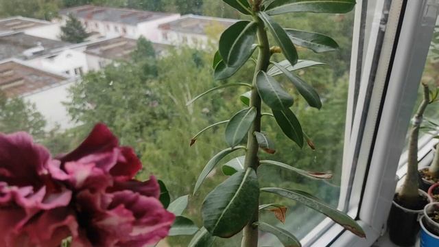 Цветение АДЕНИУМОВ Август 2022 #адениум #adenium смотреть онлайн