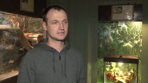 В смоленском зоопарке появился йеменский шлемоносный хамелеона