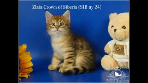 Siberian girl Zlata Crown of Siberia, age 1 month 20 days