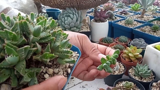 PLANTANDO ESQUEJES DE SUCULENTAS смотреть онлайн