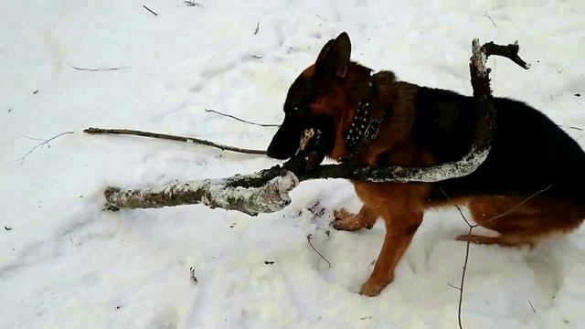 ЗИМНИЕ ЗАБАВЫ БАРСА смотреть онлайн