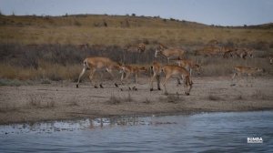 30 лет Государственному биосферному заповеднику  "Черные земли"