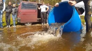 Зарыбление озера в Псковской области 2015