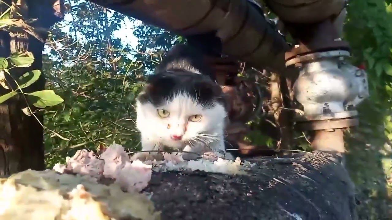 Котенок вислоушка на теплотрассе
